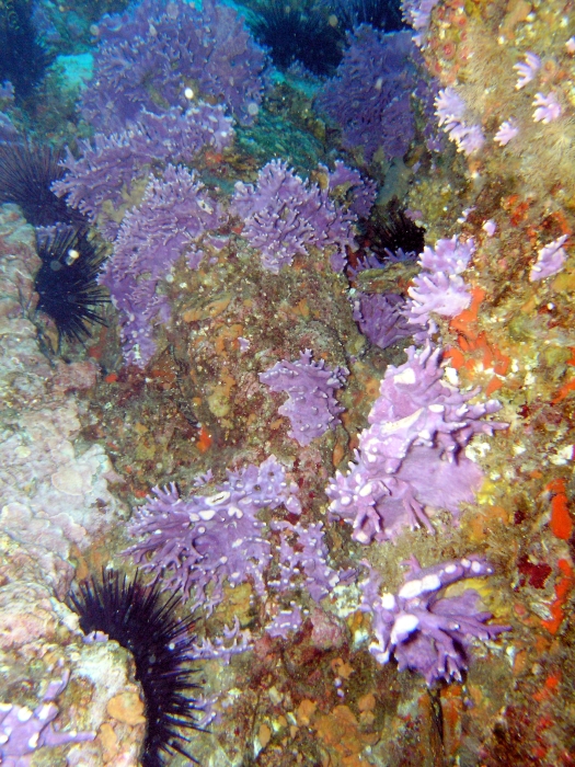 Purple Hydro Coral