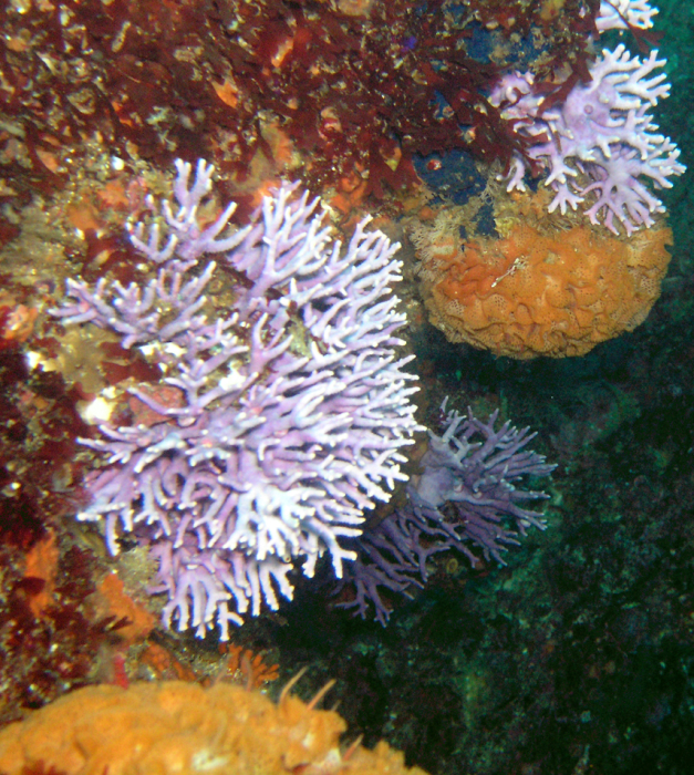 Purple Hydro Coral