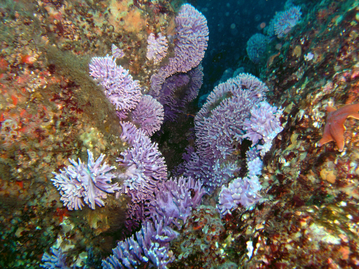 Purple Hydro Coral