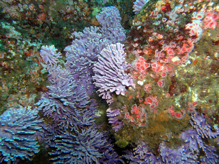 Purple Hydro Coral