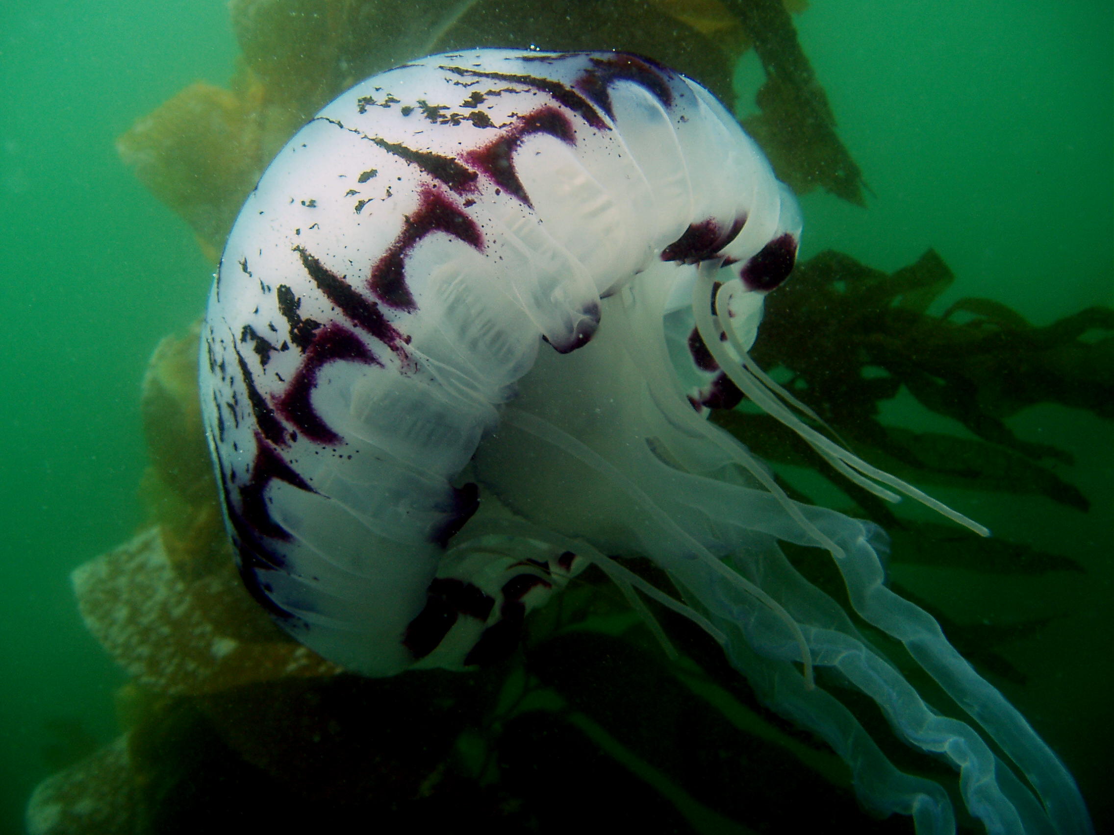 Purple Jelly