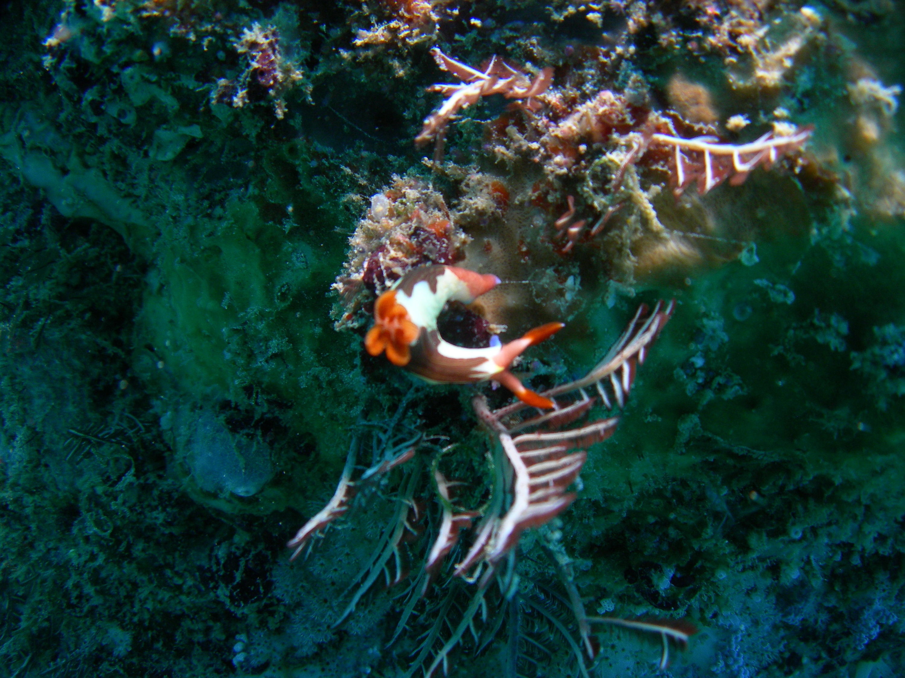 PURPLE LINE NEMBROTHA