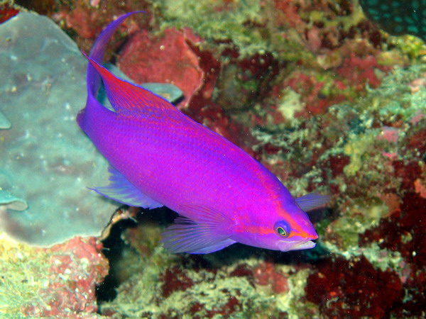 Purple Queen Anthias