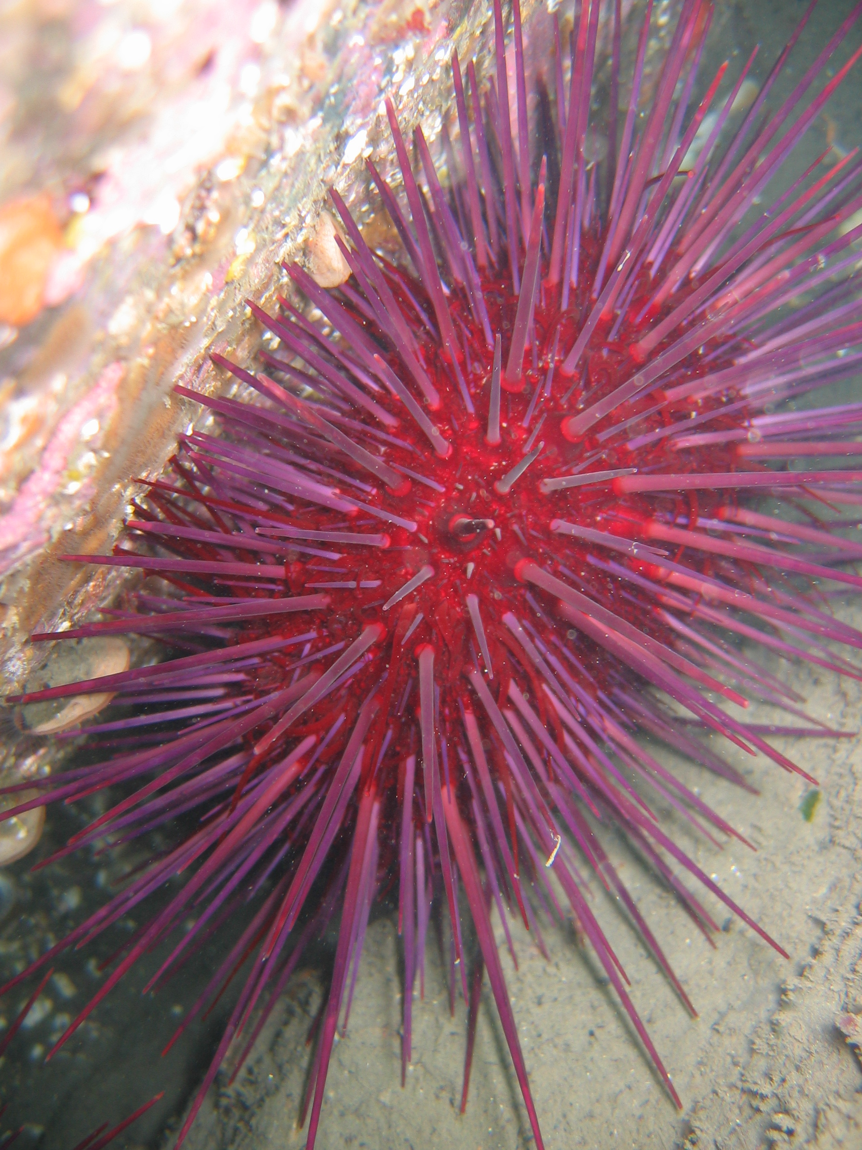 purple sea urchin