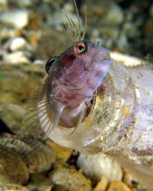 Purple Seaweed Blenny In A Bottle | ScubaBoard