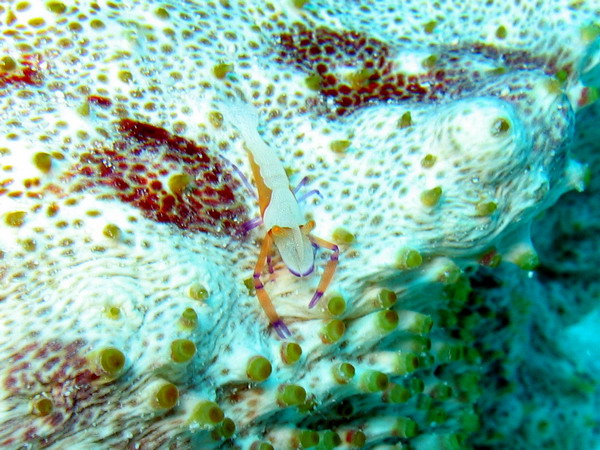 Purple Shrimp on Sea Cucumber