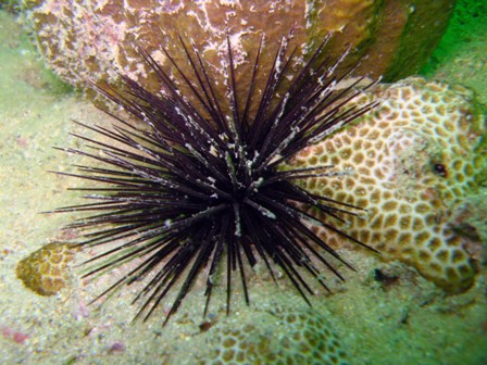 Purple-spined urchin