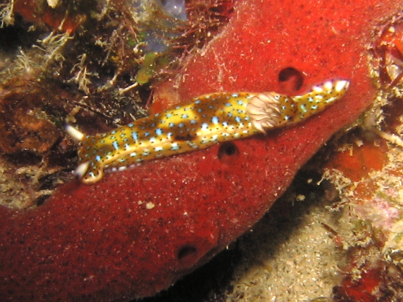 Purple-Spotted Sea Goddess