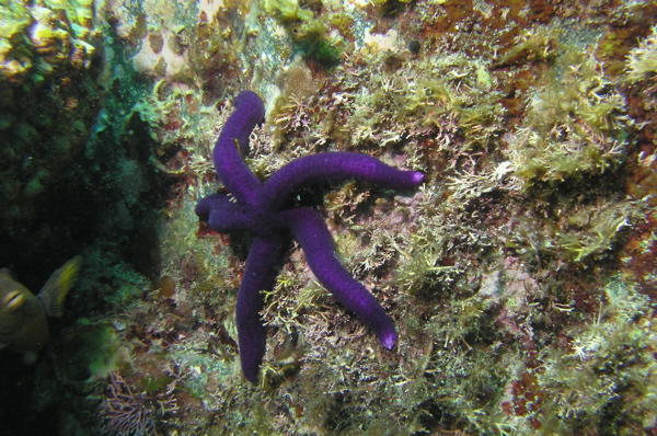 Purple Star