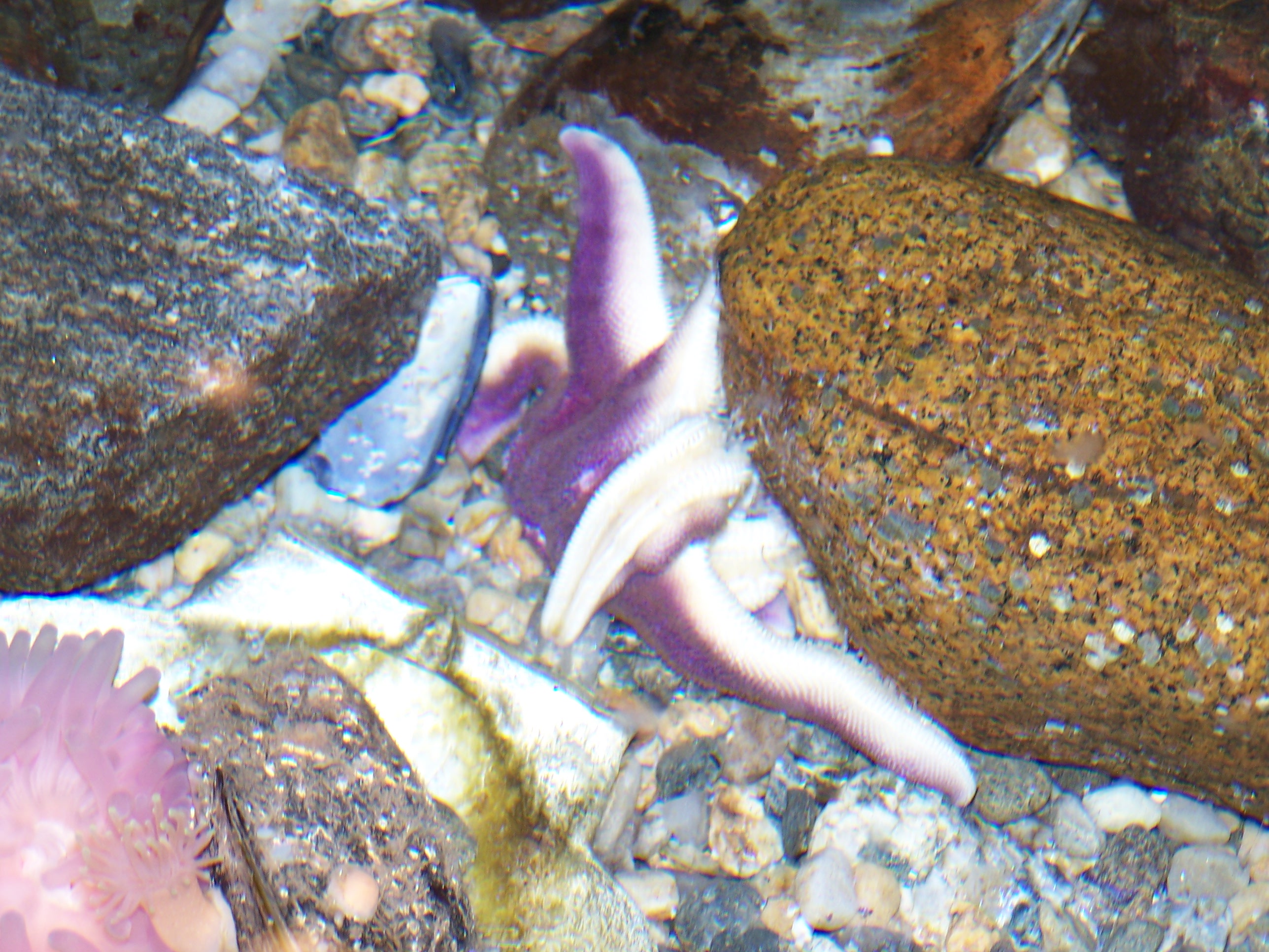 Purple Starfish