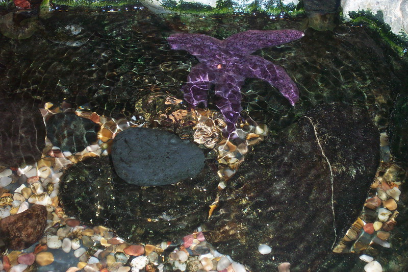 Purple Starfish