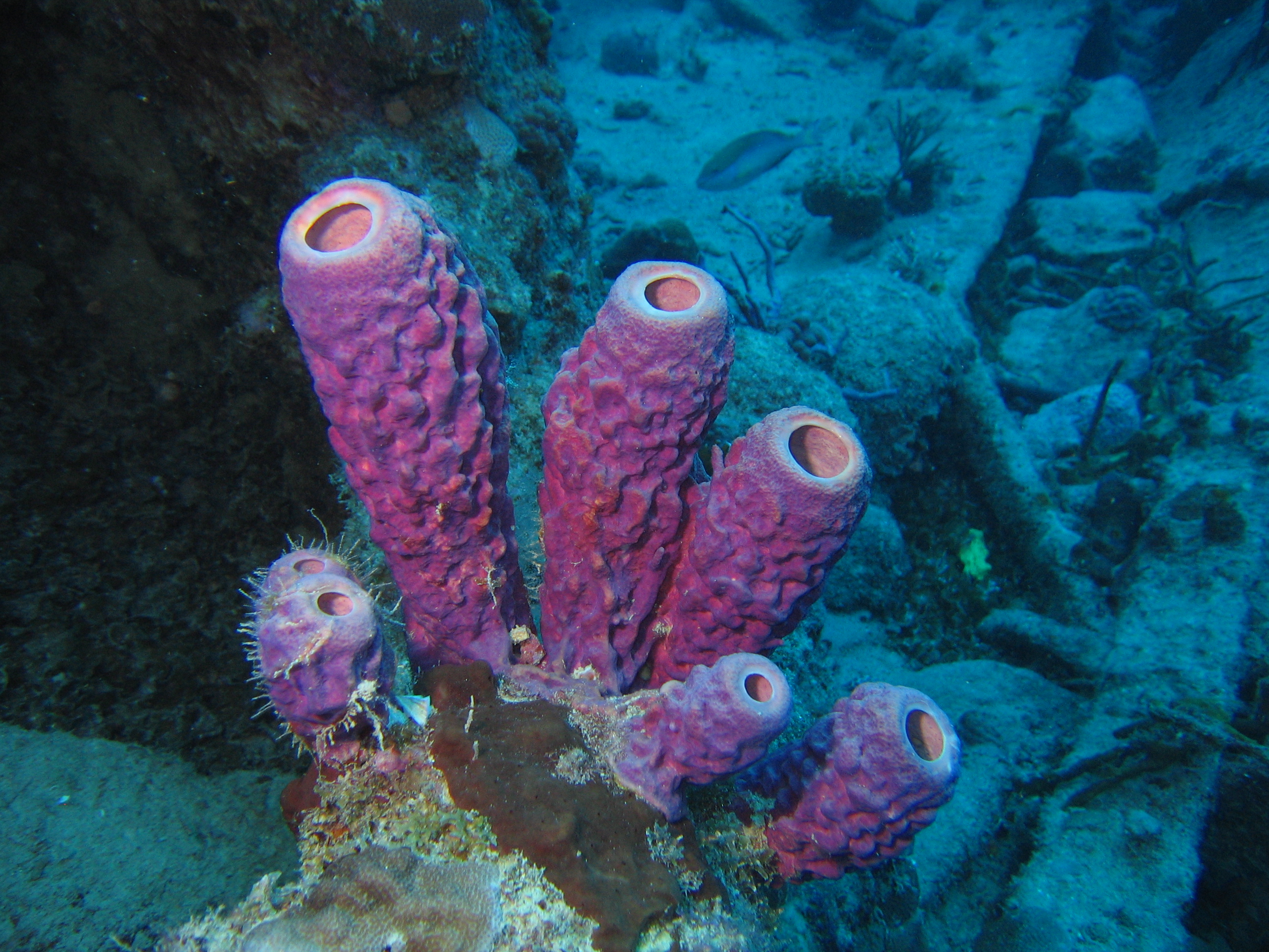 Purple Tubes