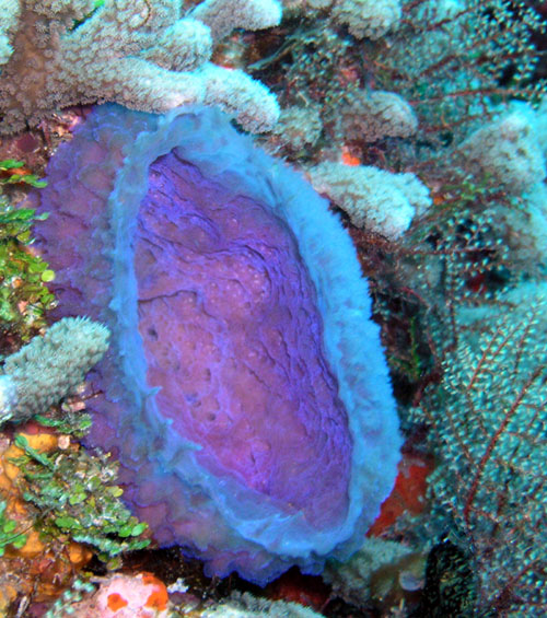 purple vase sponge