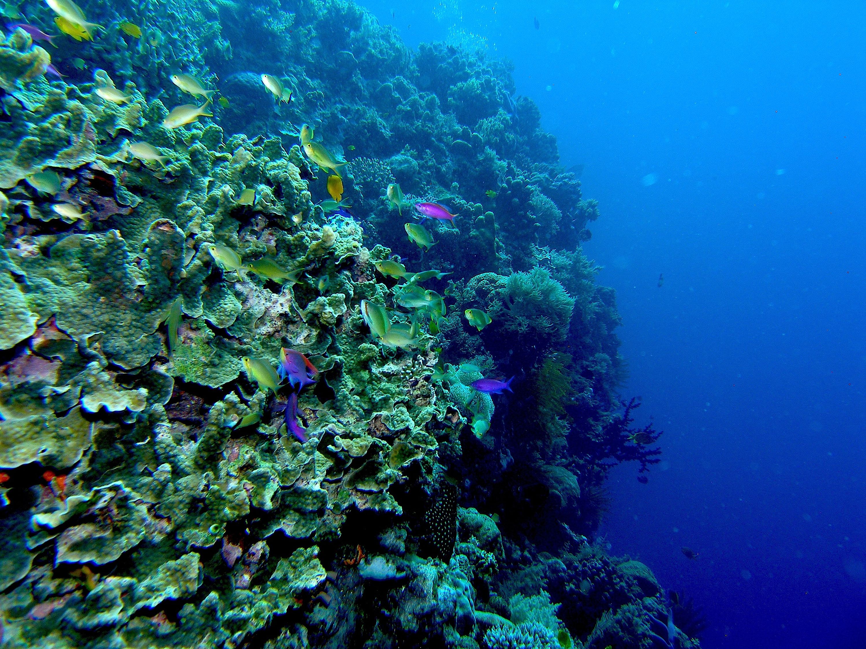 Purple_anthias_reefscape_Balicasag