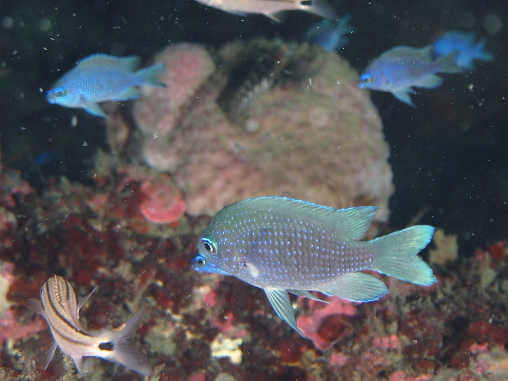 purple_chromis1000