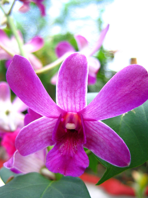 purple_orchid