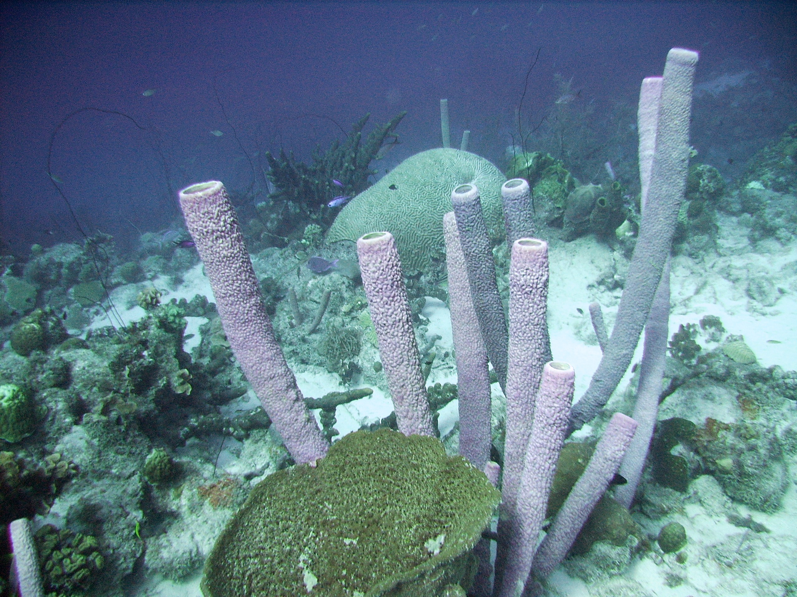 Purple_Pipe_Coral