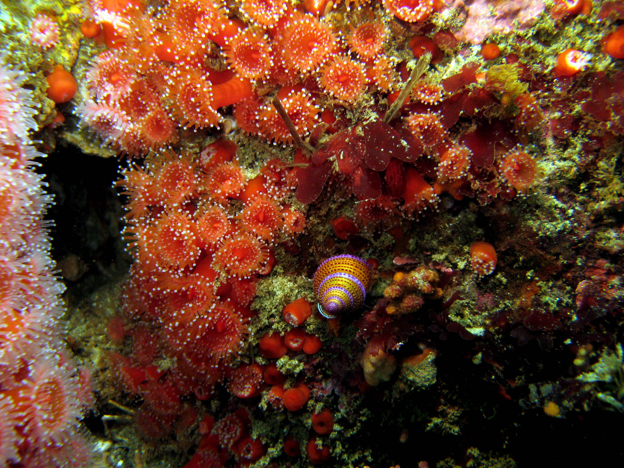 Purple_Ring_Topsnail_Strawberry_Anemone