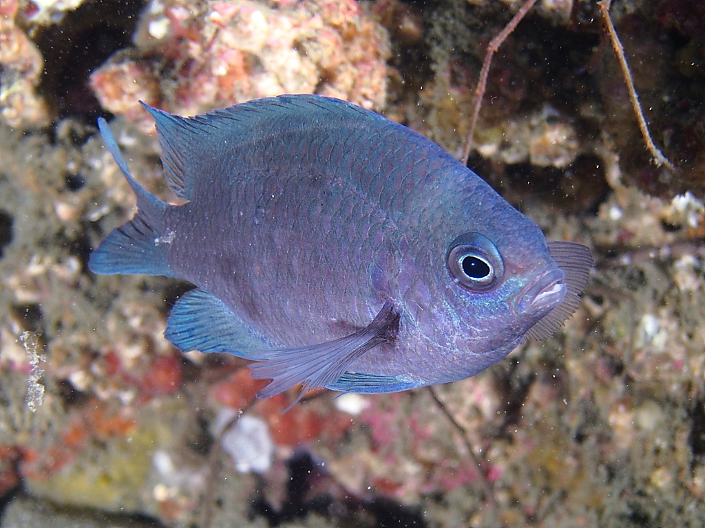 purplechromis740