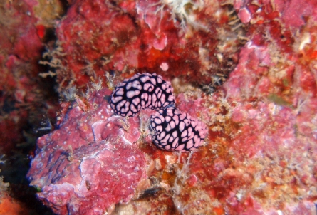 Pustulose nudi