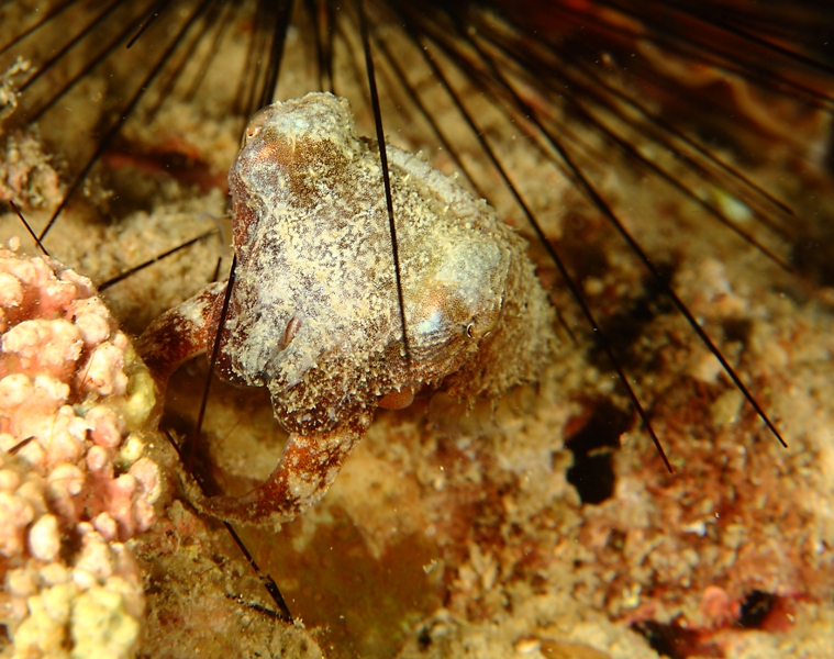 Pygmy cuttlefish among the urchin spines