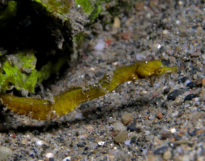 Pygmy Pipehorse