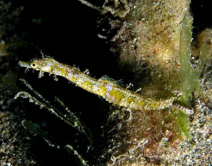 Pygmy Pipehorse