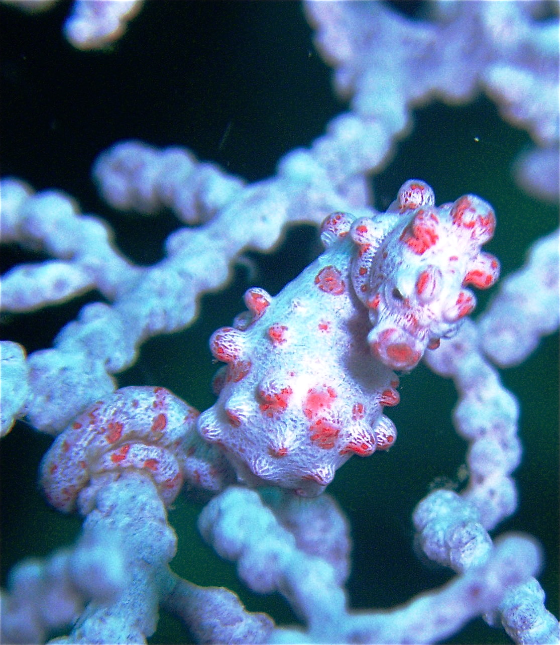 Pygmy Sea Horse, SoPac-Philippine, U/W Micro series