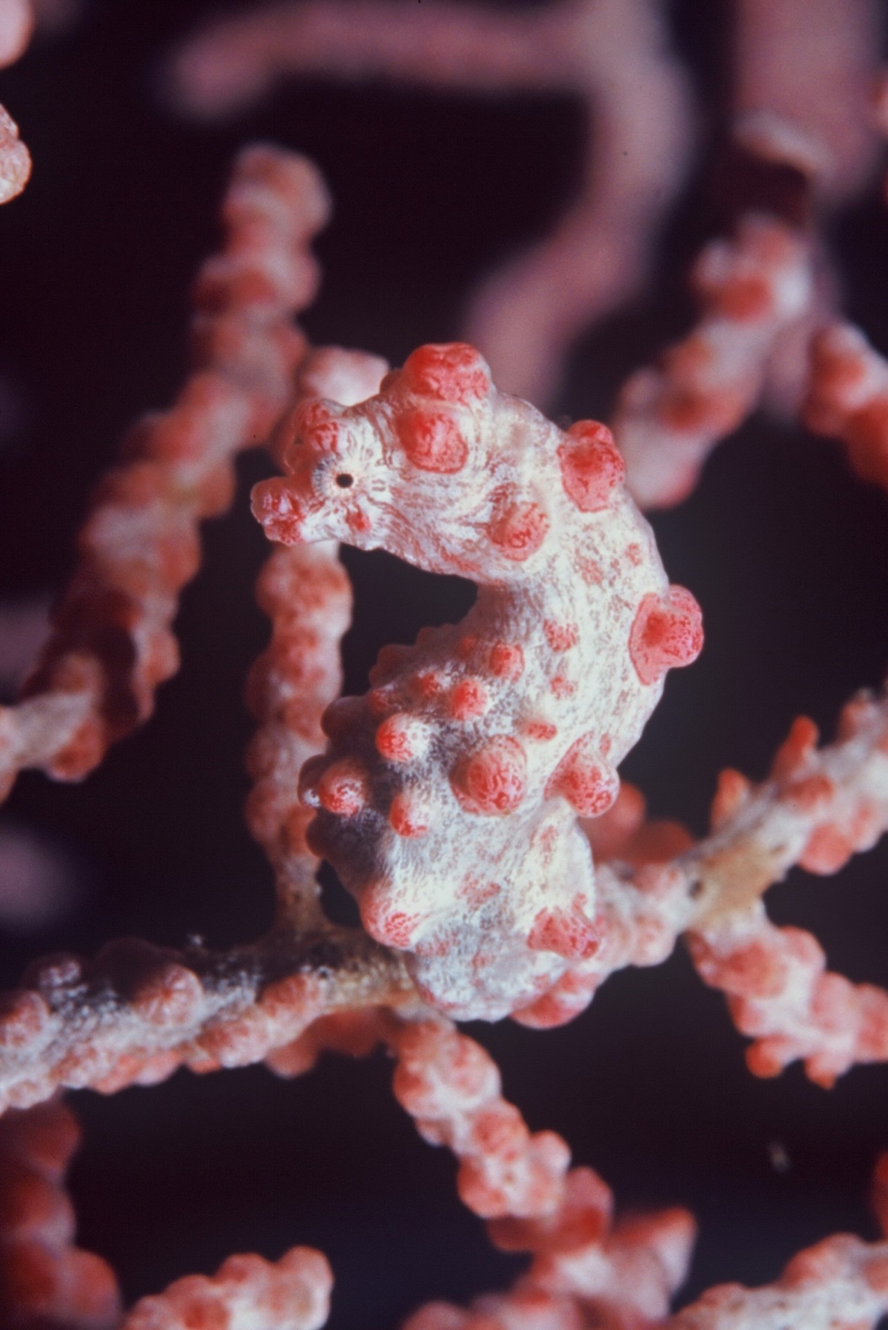 Pygmy Sea Horse