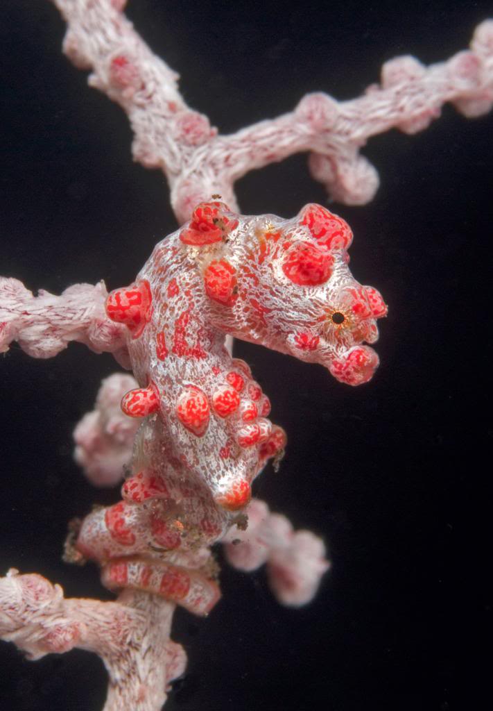 Pygmy sea horse