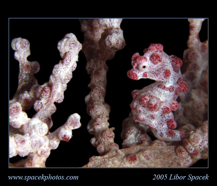 Pygmy Sea Horse