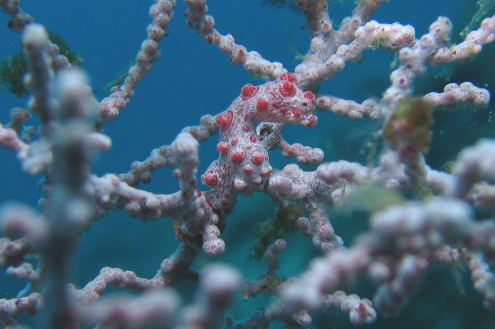 Pygmy seahorse 1/2"