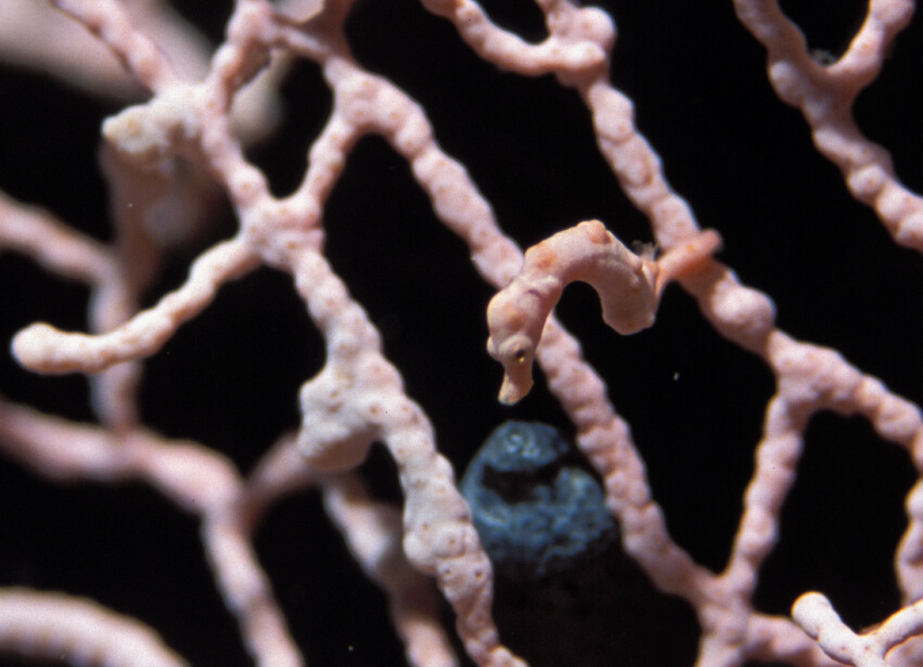 pygmy seahorse, Lissenung, Papua New Guinea