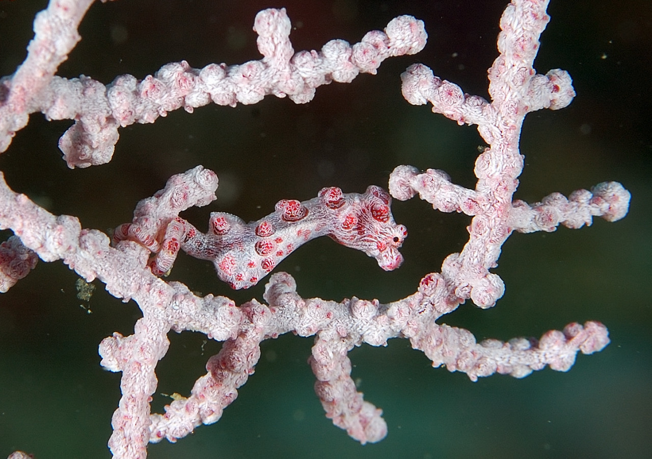 Pygmy Seahorse  PG, Philippines