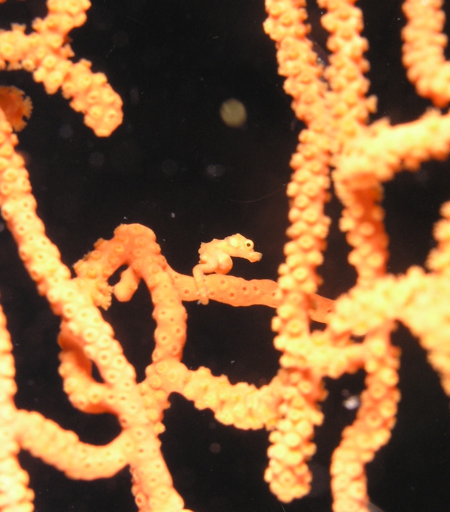 Pygmy Seahorse - Scuba Diving in Sabah, Borneo