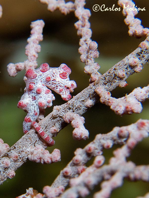 Pygmy seahorse