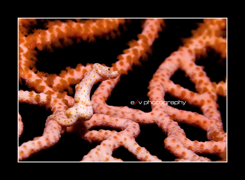 Pygmy seahorse