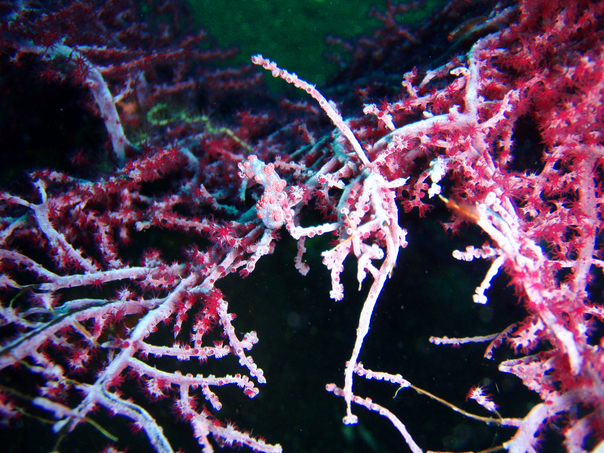 Pygmy Seahorse