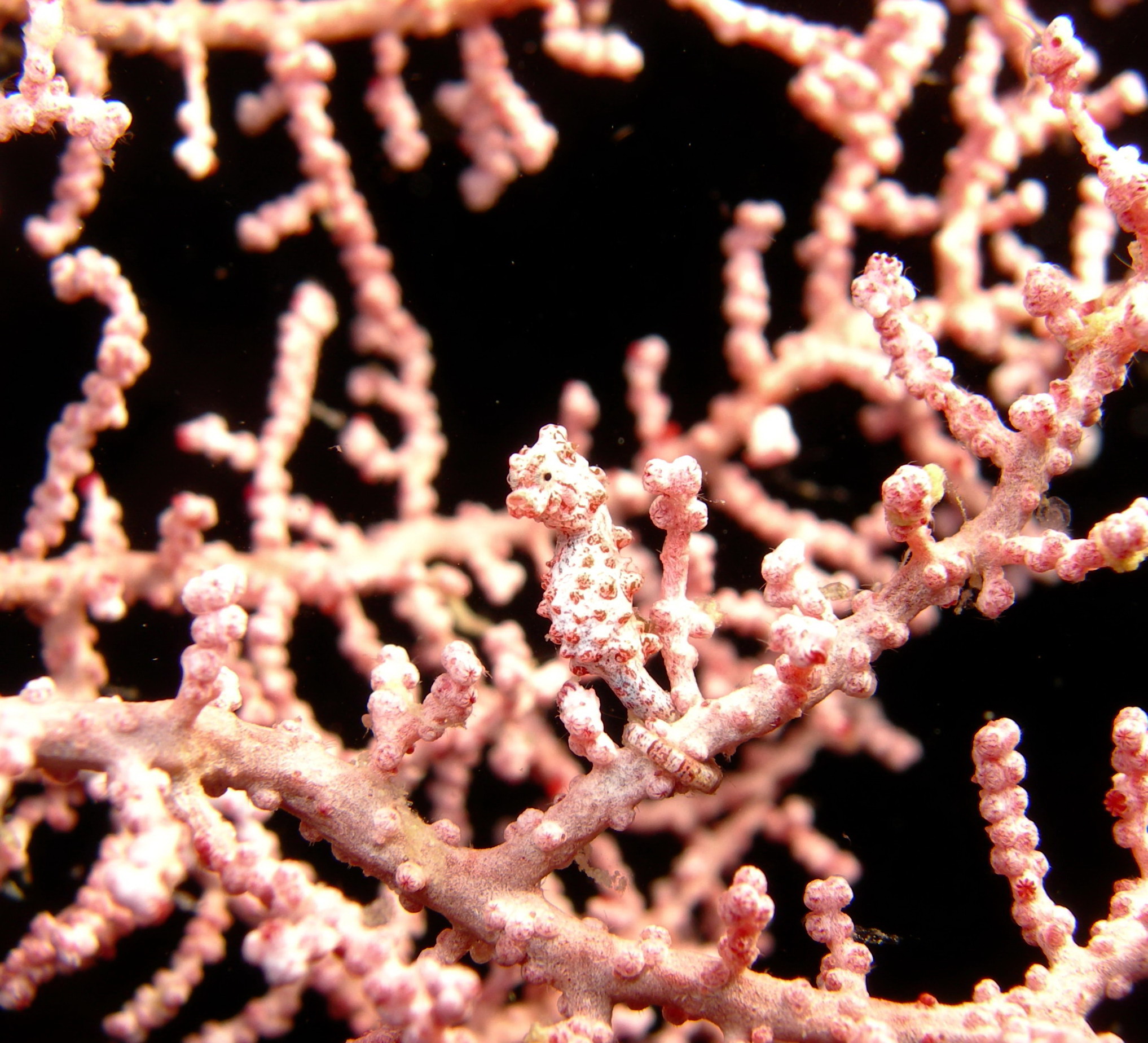 PYGMY SEAHORSE