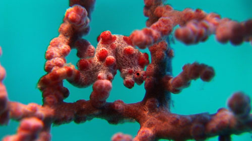 Pygmy Seahorse