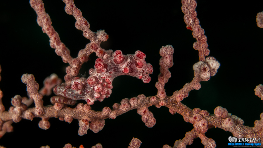 Pygmy Seahorse