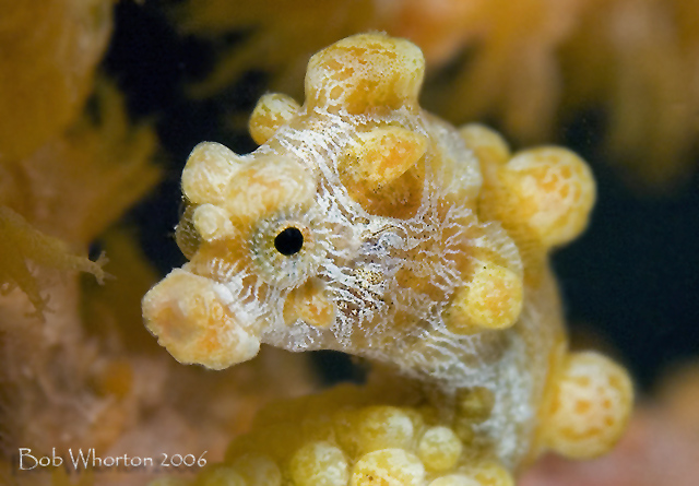 Pygmy Seahorse