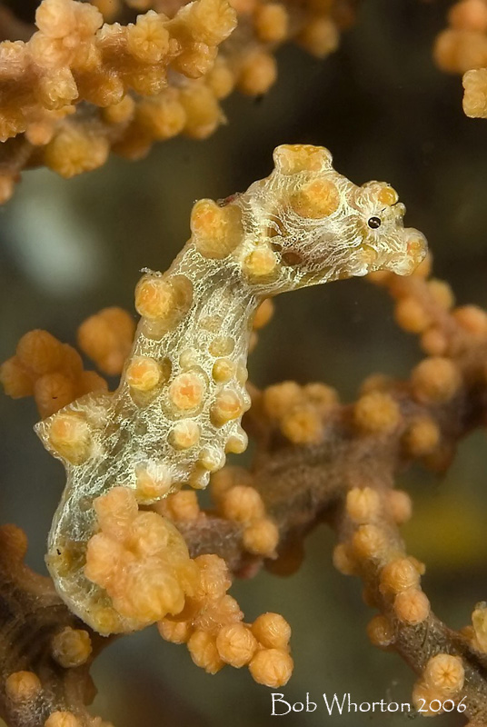 Pygmy Seahorse