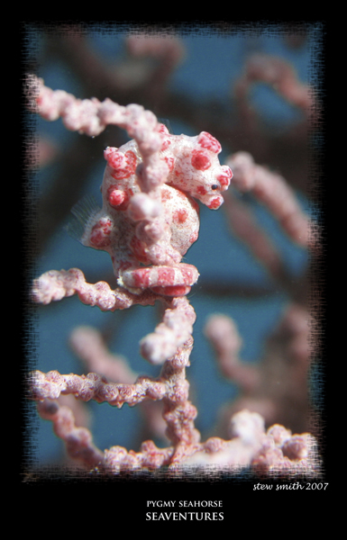 pygmy seahorse