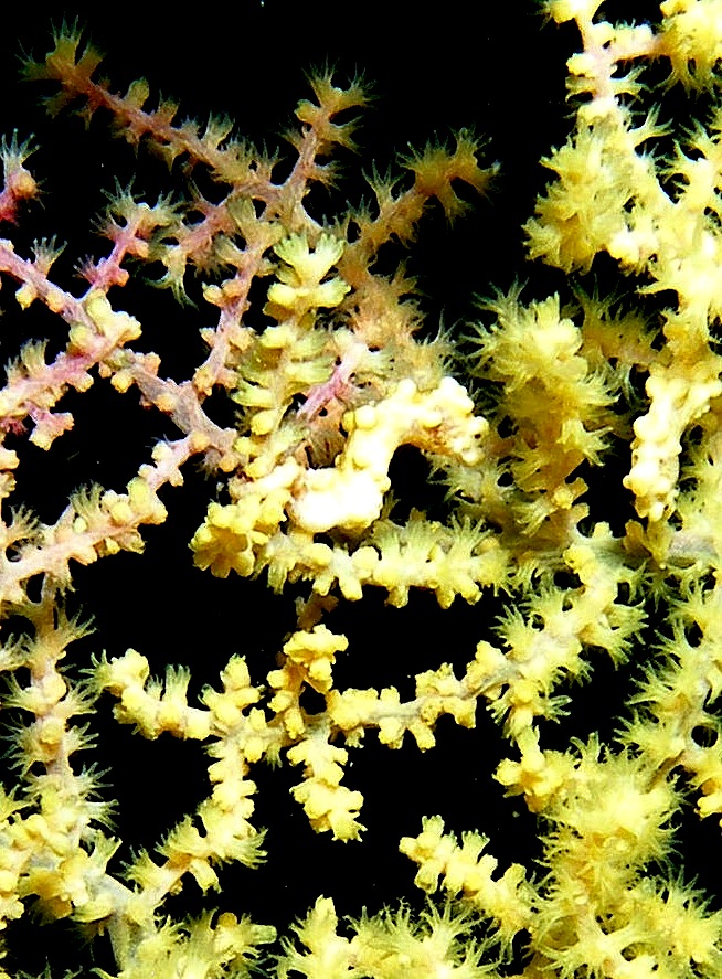 Pygmy_Seahorse_Malapascua_1