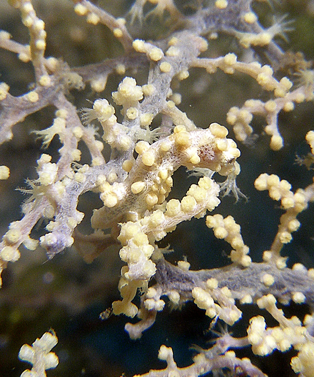 pygmy_seahorse_yellow_1