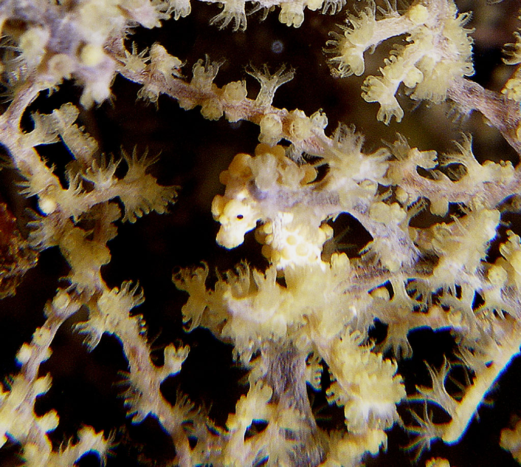 pygmy_seahorse_yellow_2