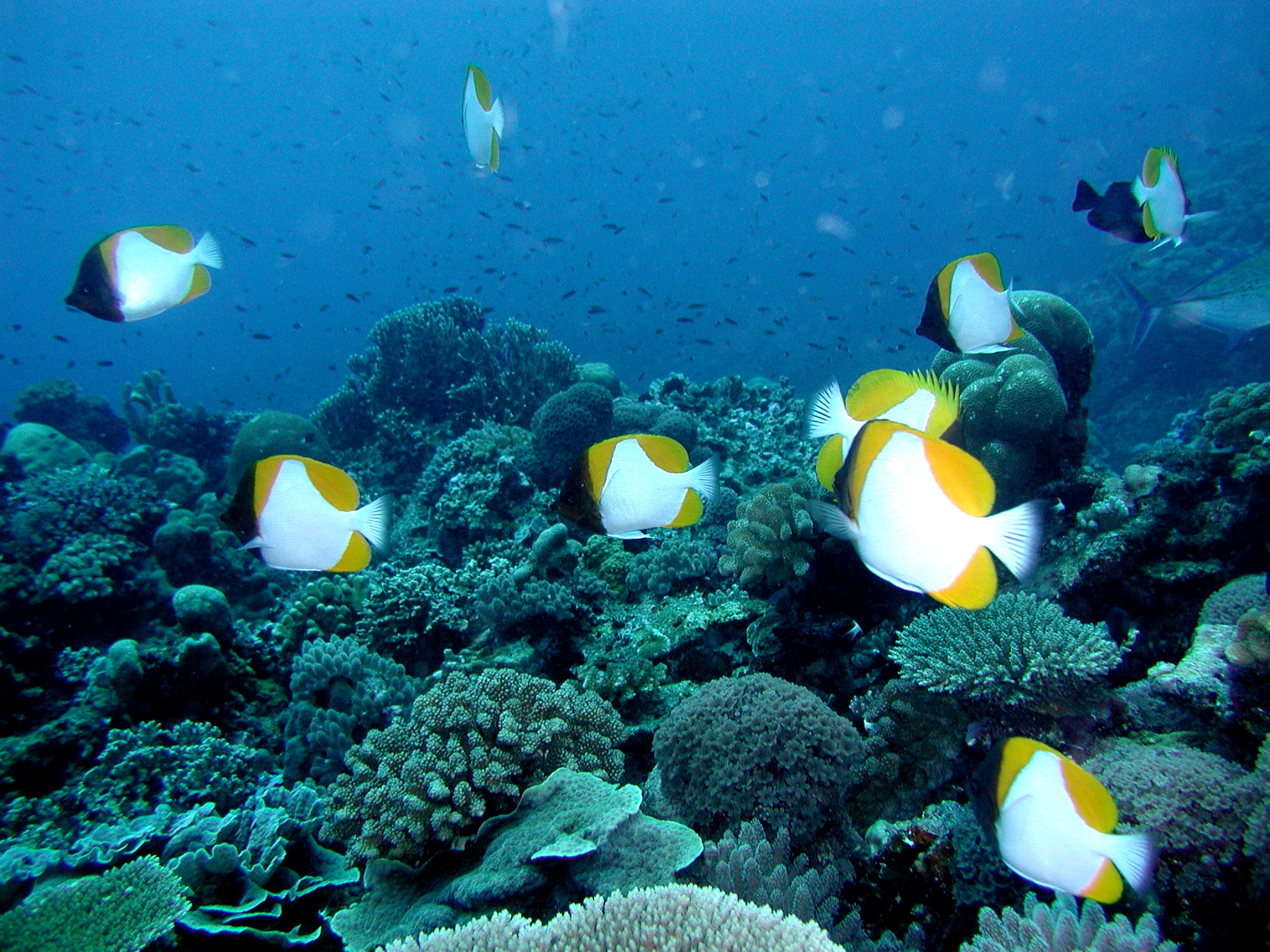 Pyramid Butterflies + Reef