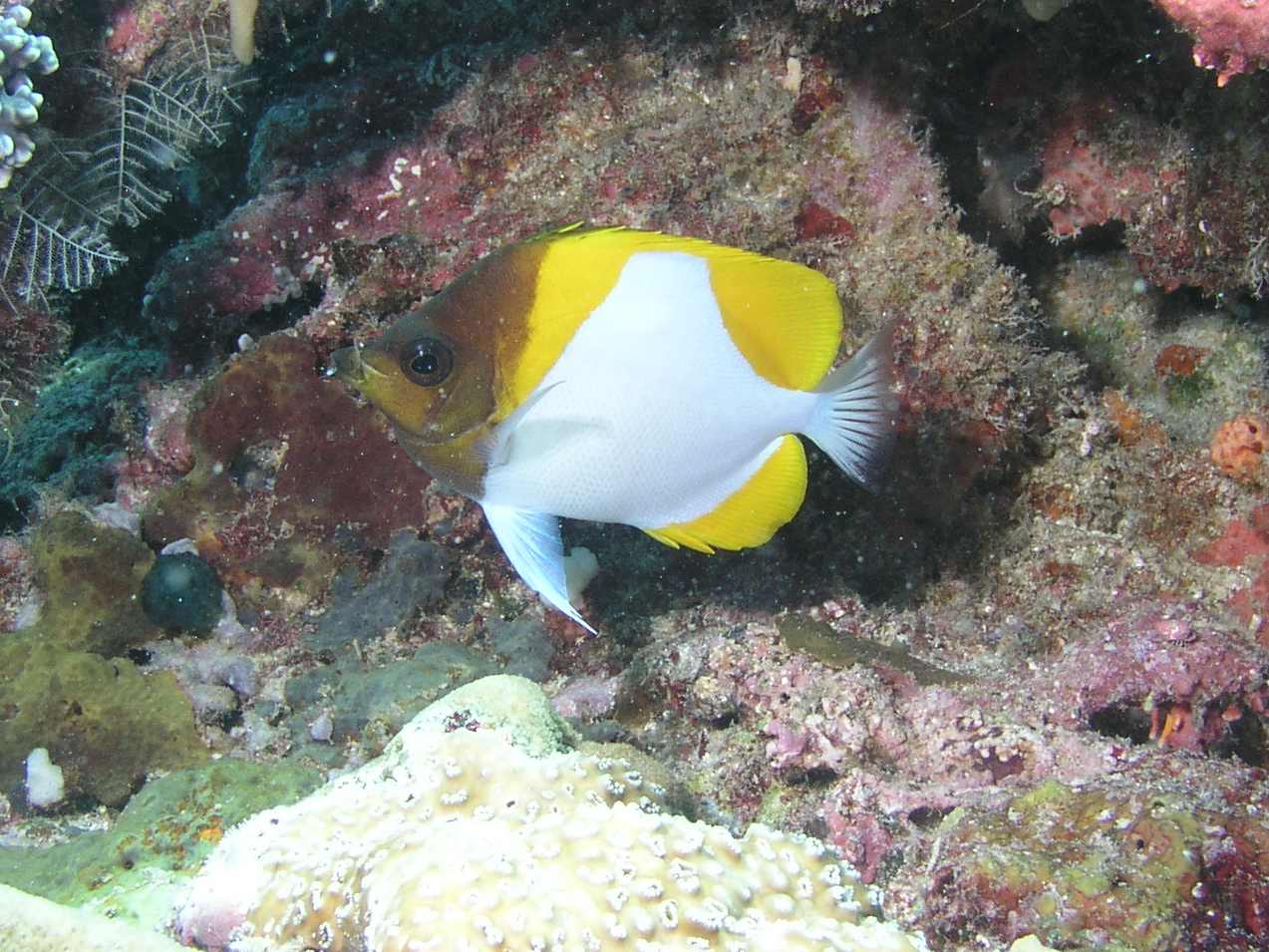 Pyramid Butterflyfish