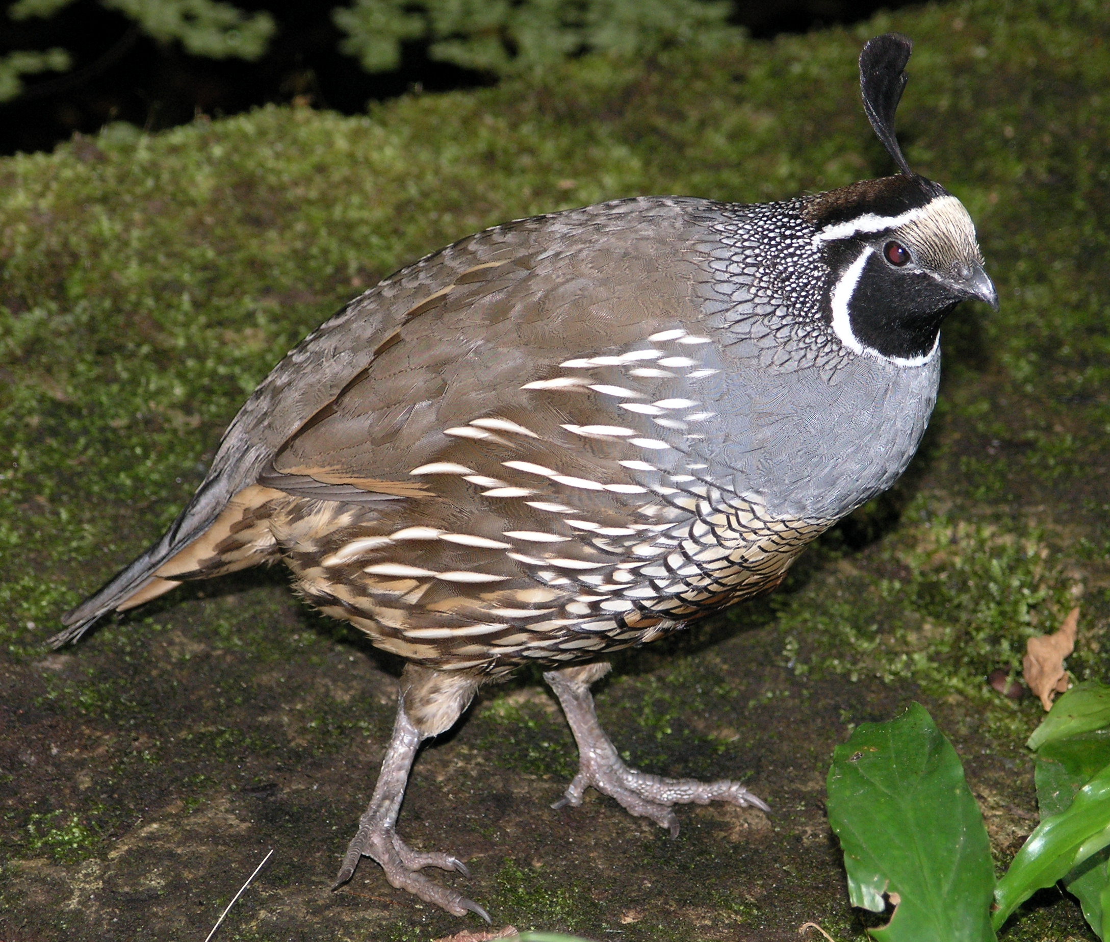 quail2